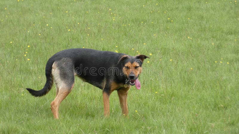 Huntaway dog in training a beautiful day for training outdoors royalty free stock image Huntaway dog in training a beautiful day for training outdoors royalty free stock image