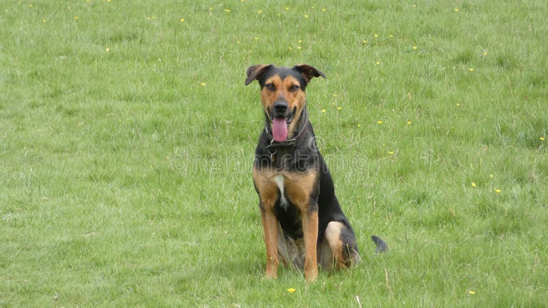 Huntaway dog in training a beautiful day for training outdoors stock photos Huntaway dog in training a beautiful day for training outdoors stock photos