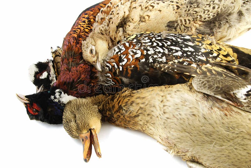 Hunted birds stock photo. Image of stillife, poultry 11400984