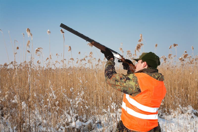 Hunter aiming at the hunt. Hunting dog waiting royalty free stock photography