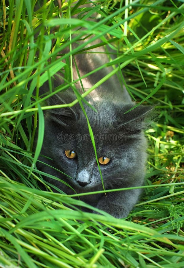 Hunter cat in the grass