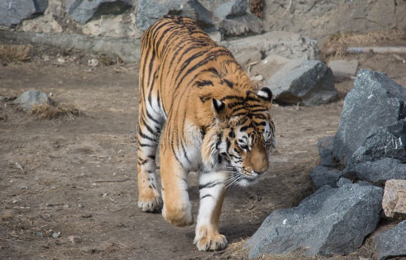 Tiger Hunting in the Bushes Stock Photo - Image of hunting, lion: 55377366