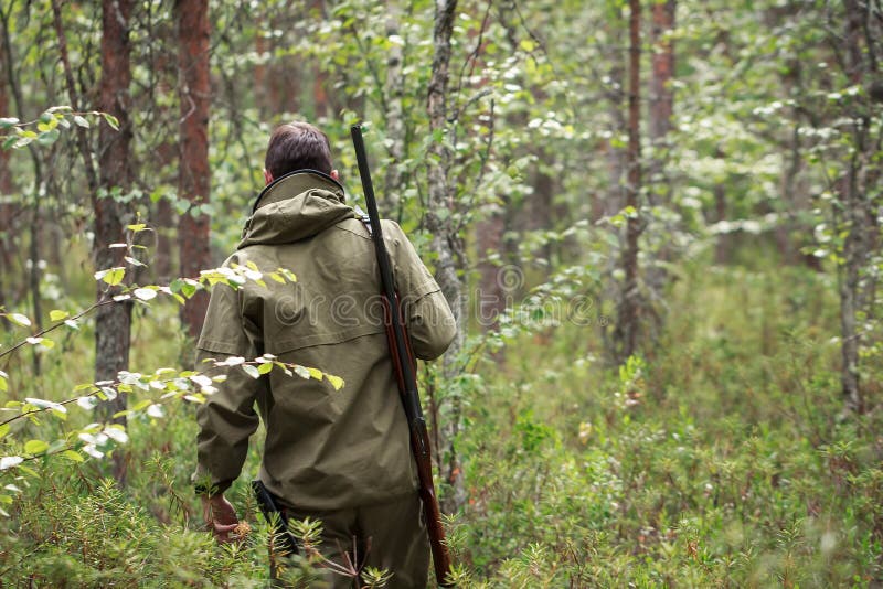 Hunter with shotgun walking in forest. Hunting season. Man armed with rifle in camouflage goes into woods. Forester in swamp