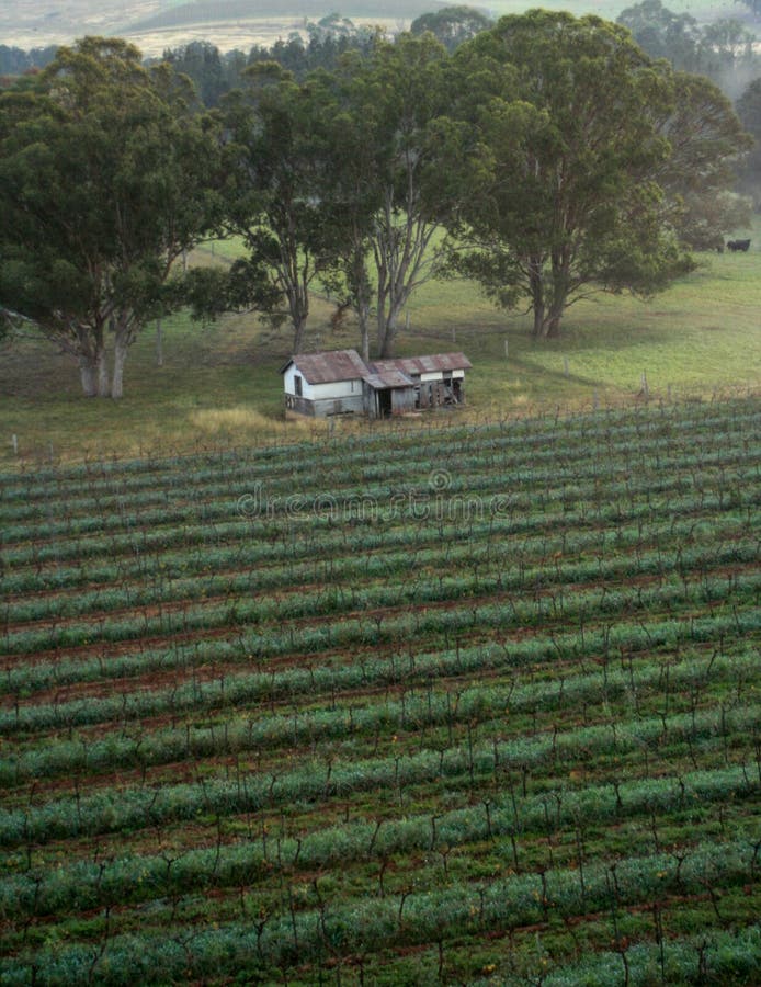 0+ Fruit gum trees trees Free Stock Photos StockFreeImages