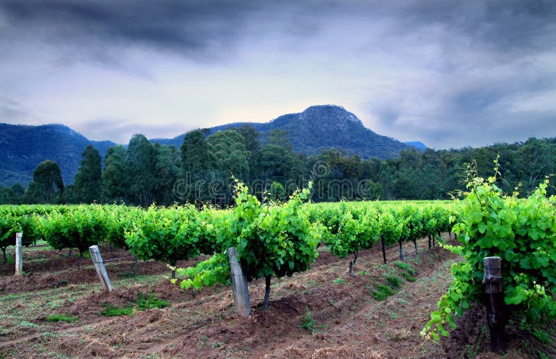 Hunter Valley Vineyards fotografering för bildbyråer Hunter Valley Vineyards fotografering för bildbyråer