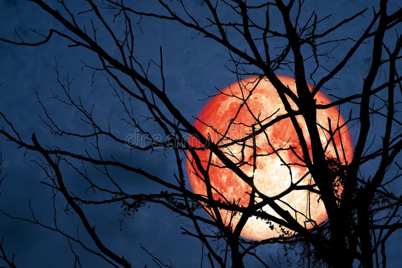 Hunters Moon floats on the sky in the shadow of the hands of dried branches and leaves in the forest