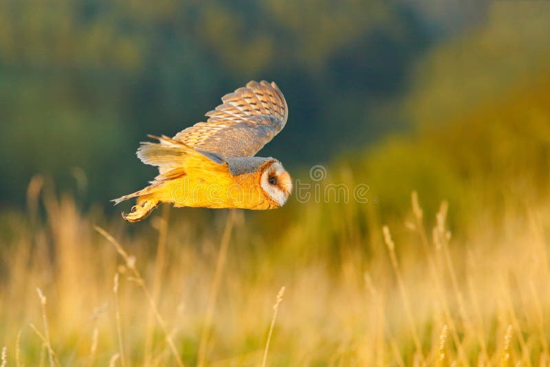 Hunting Barn Owl in morning nice light. Wildlife scene from wild nature. Morning light image with owl. Flying bird above the meado