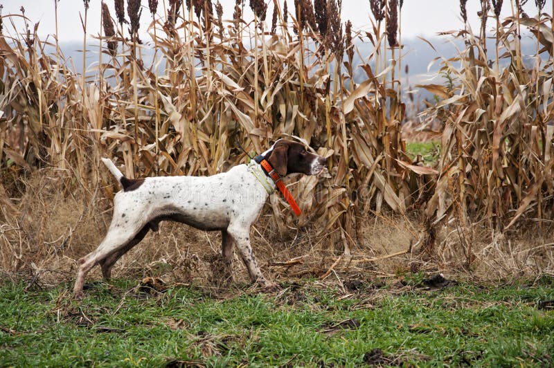 Bird dog in milo field on point while hunting pheasant and quail. Bird dog in milo field on point while hunting pheasant and quail