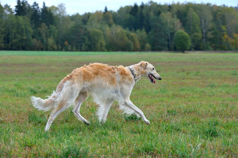Hunting with dog stock photo. Image of culture, hunter - 104355158