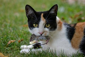 Hunting Cat With Catch Mouse In Garden Stock Image Image Of Hunter 