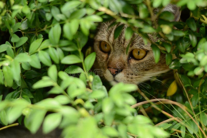 Hunting cat stock photo. Image of height, garden, narrow 32659604