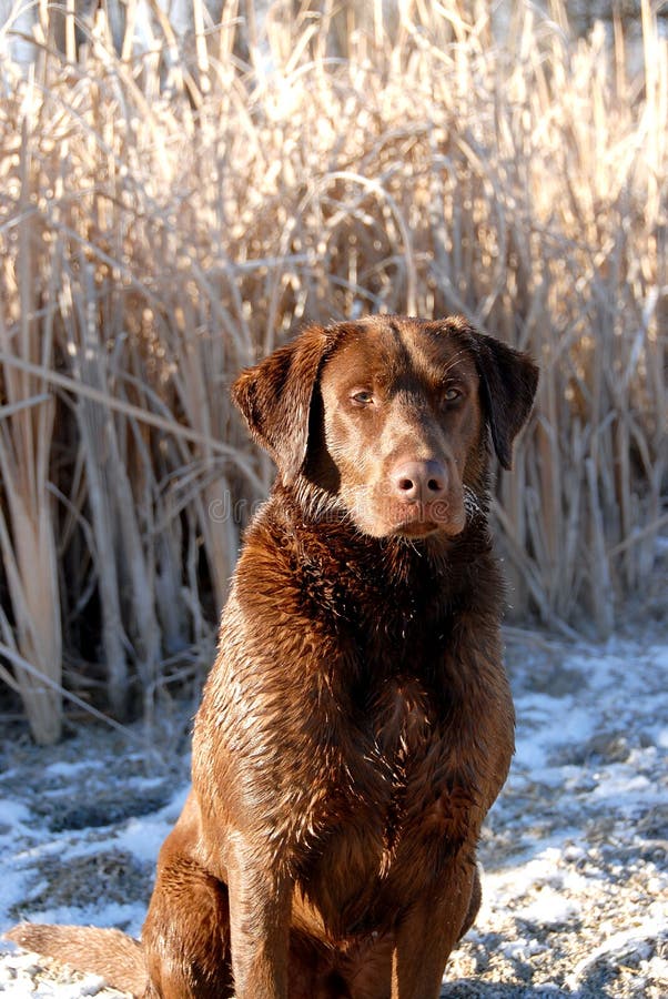 Chocolate Lab with Pheasant Stock Image Image of bird, companion 9771317