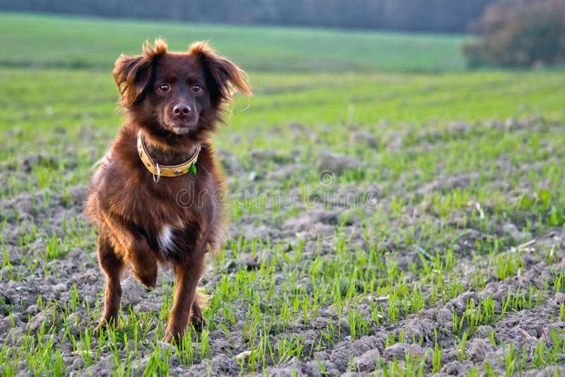 Hunting dog royalty free stock photography Hunting dog royalty free stock photography