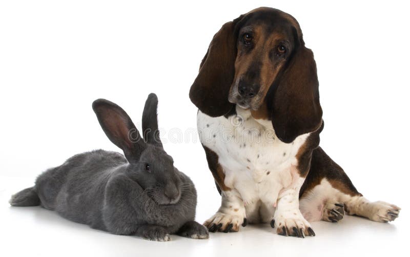 Hunting dog - basset hound sitting beside a giant flemish rabbit on white background