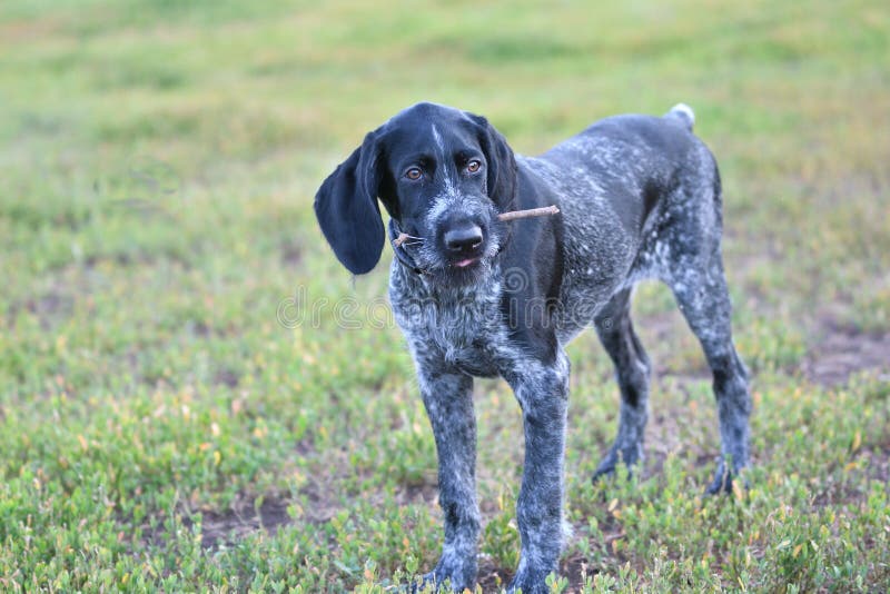 Hunting dog breed German Wirehaired pointer royalty free stock photo