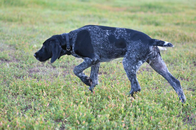 Hunting dog breed German Wirehaired pointer stock images