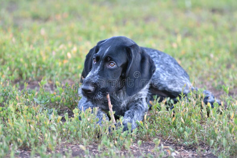 Hunting dog breed German Wirehaired pointer stock photography