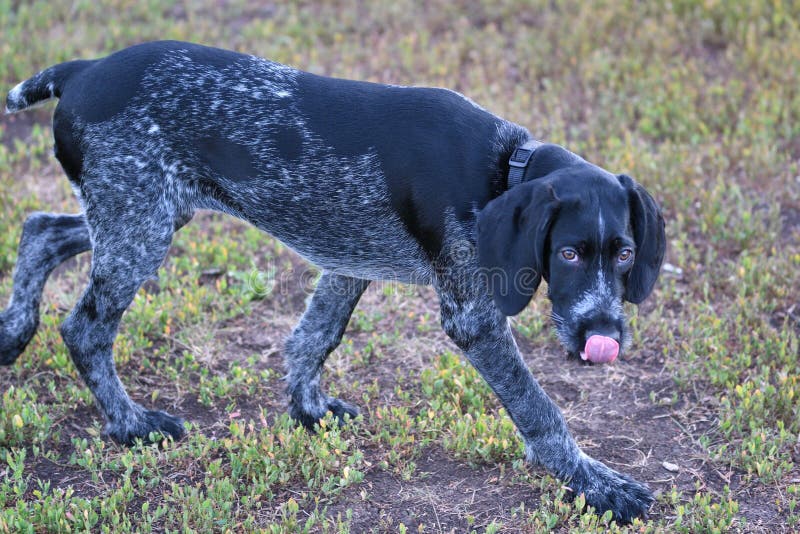 Hunting dog breed German Wirehaired pointer stock images