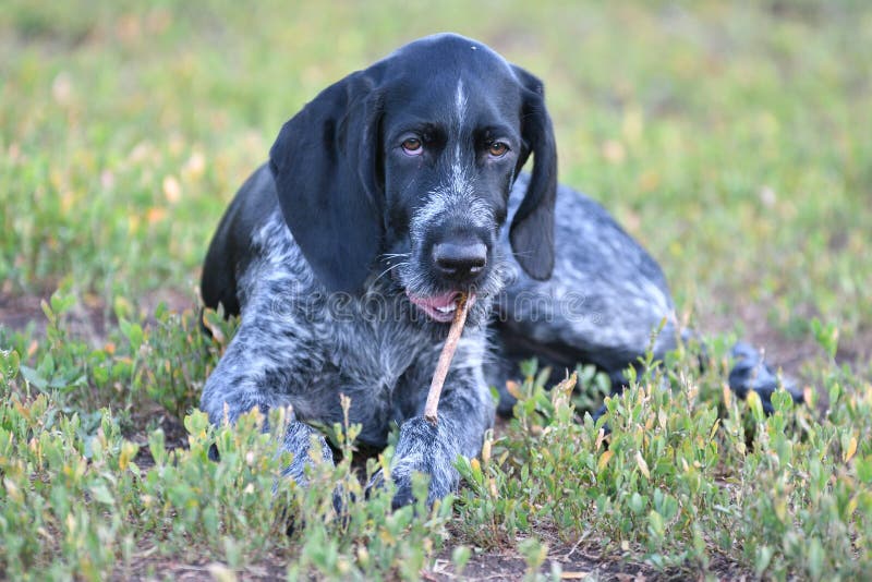 Hunting dog breed German Wirehaired pointer stock photos