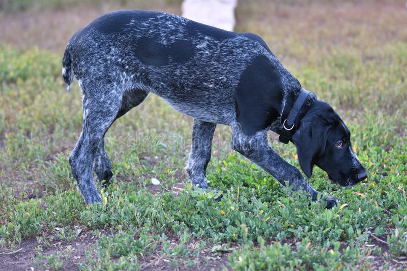 Hunting dog breed German Wirehaired pointer stock image
