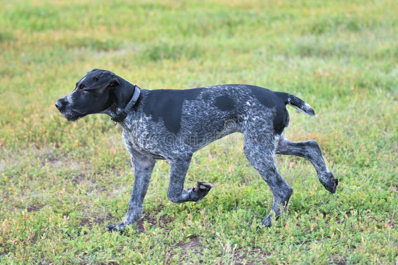 Hunting dog breed German Wirehaired pointer stock photo