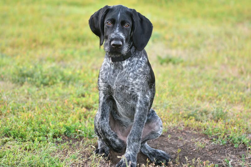 Hunting dog breed German Wirehaired pointer royalty free stock images