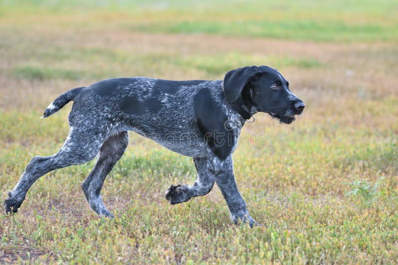 Hunting dog breed German Wirehaired pointer royalty free stock photography