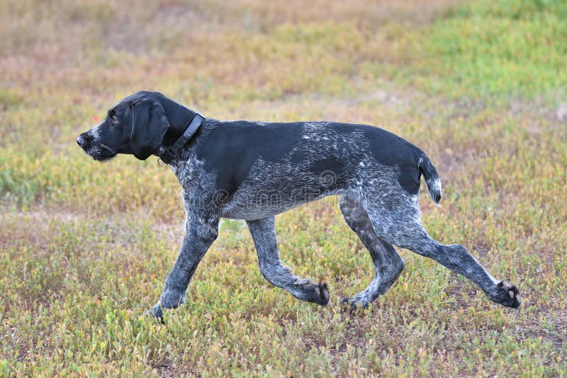 Hunting dog breed German Wirehaired pointer stock photo