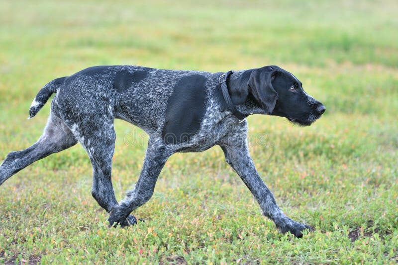 Hunting dog breed German Wirehaired pointer royalty free stock photography