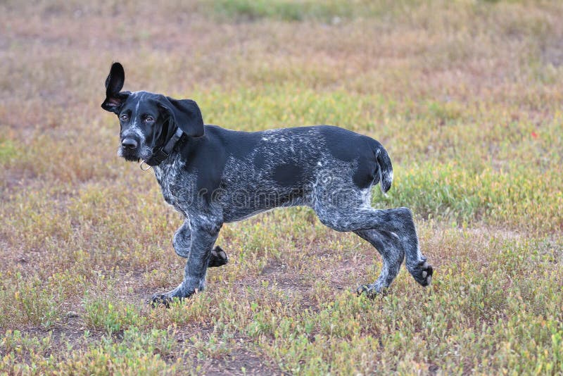 Hunting dog breed German Wirehaired pointer royalty free stock photos