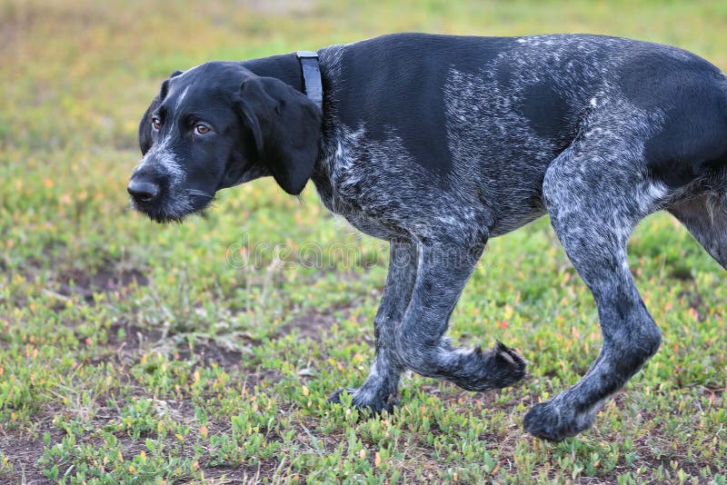Hunting dog breed German Wirehaired pointer royalty free stock photo