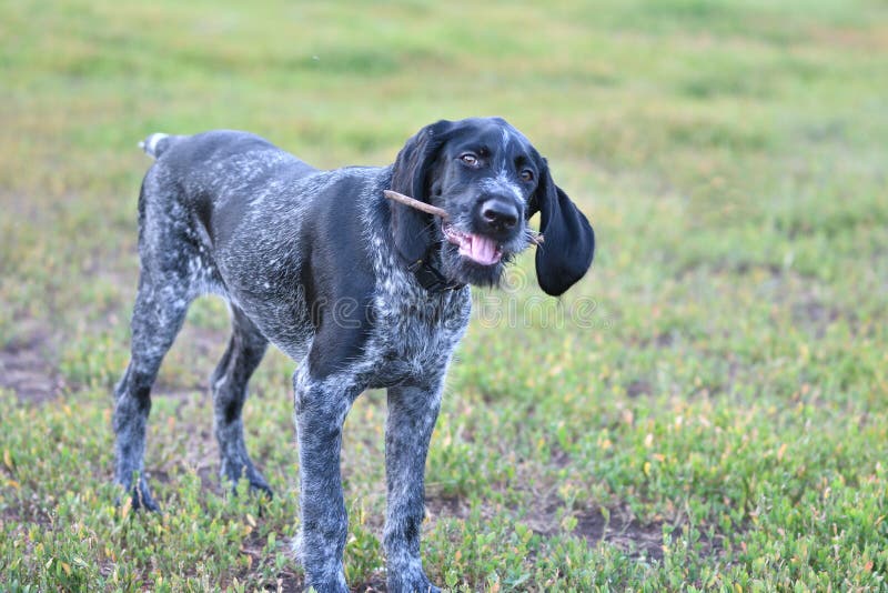 Hunting dog breed German Wirehaired pointer stock images