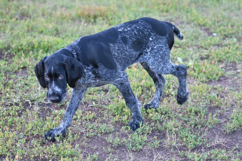 Hunting dog breed German Wirehaired pointer stock photos