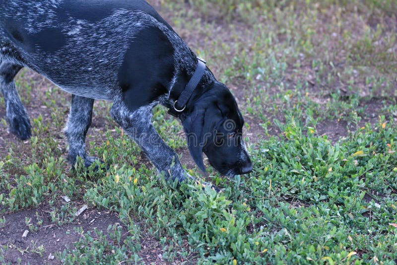 Hunting dog breed German Wirehaired pointer stock image