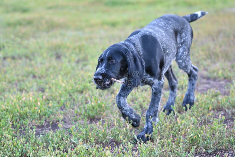 Hunting dog breed German Wirehaired pointer royalty free stock photo