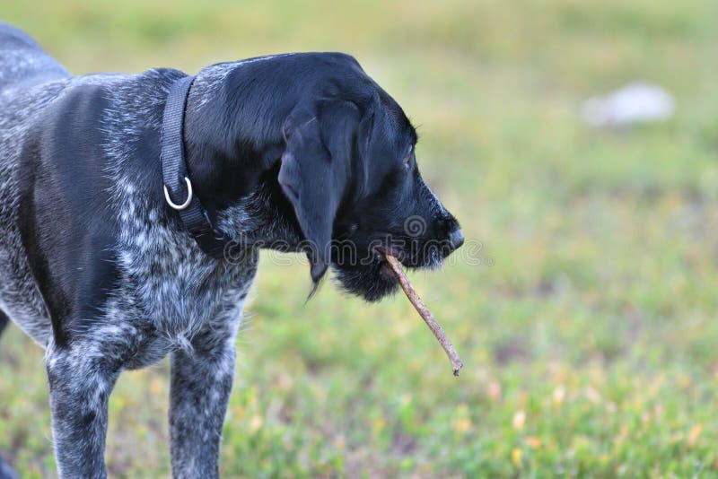 Hunting dog breed German Wirehaired pointer royalty free stock image