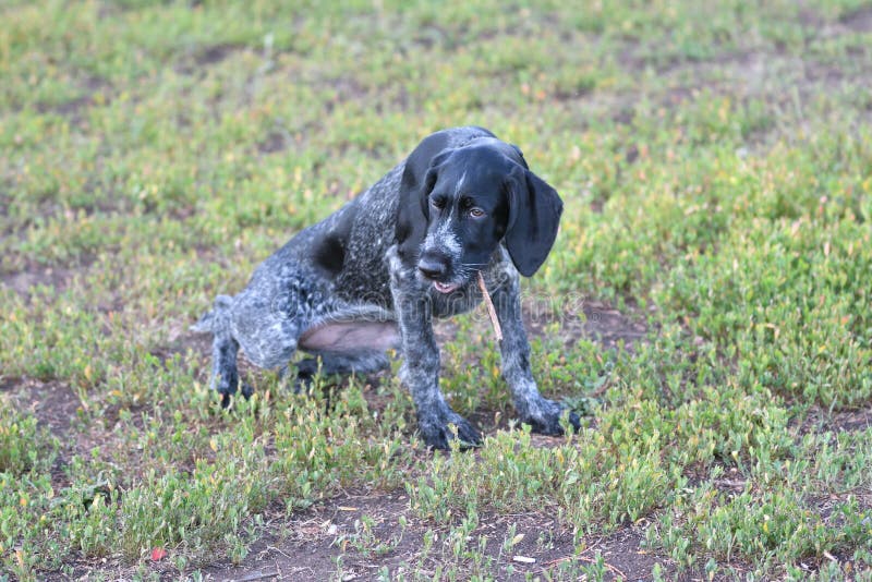 Hunting dog breed German Wirehaired pointer royalty free stock photo