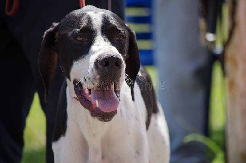 Hunting dog english pointer portrait. Close up.