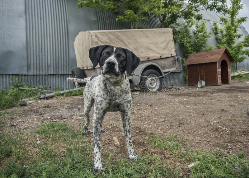 Hunting dog near the booth stock photo. Image of animal 273036176