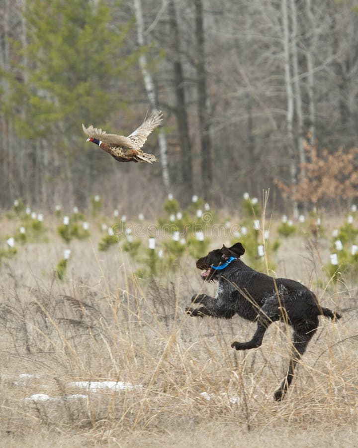 what is a good pheasant hunting dog