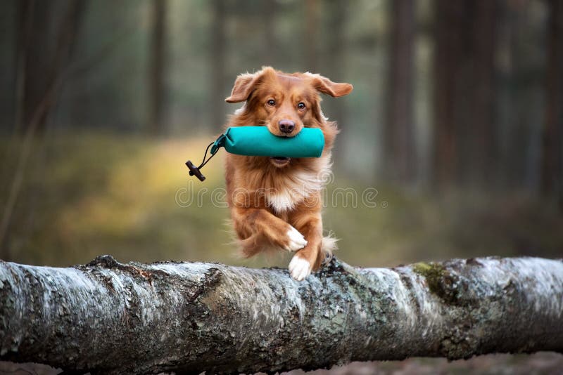 hunting dog training, toller retriever with a dummy jumping over a tree in the forest stock photography hunting dog training, toller retriever with a dummy jumping over a tree in the forest stock photography