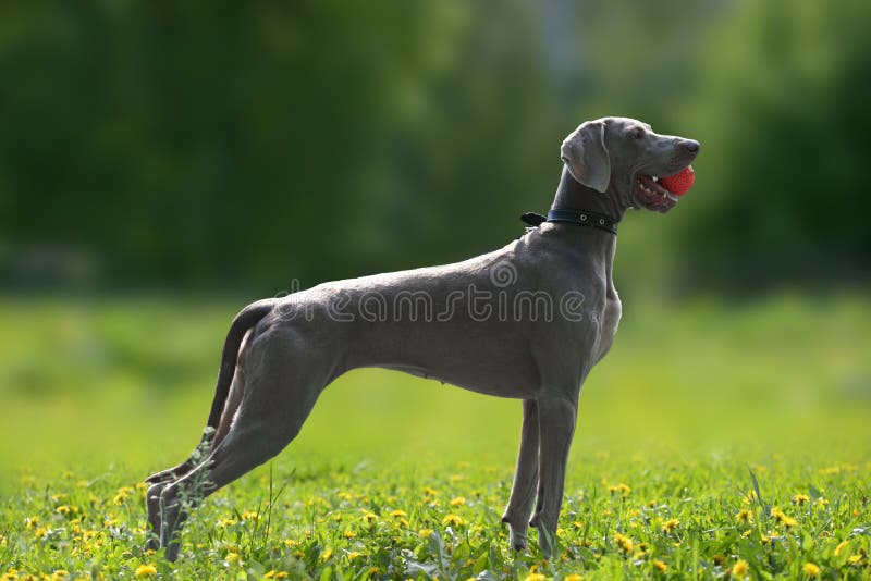 A hunting dog of the Weimaraner breed stands on a meadow with flowers with a ball in its teeth