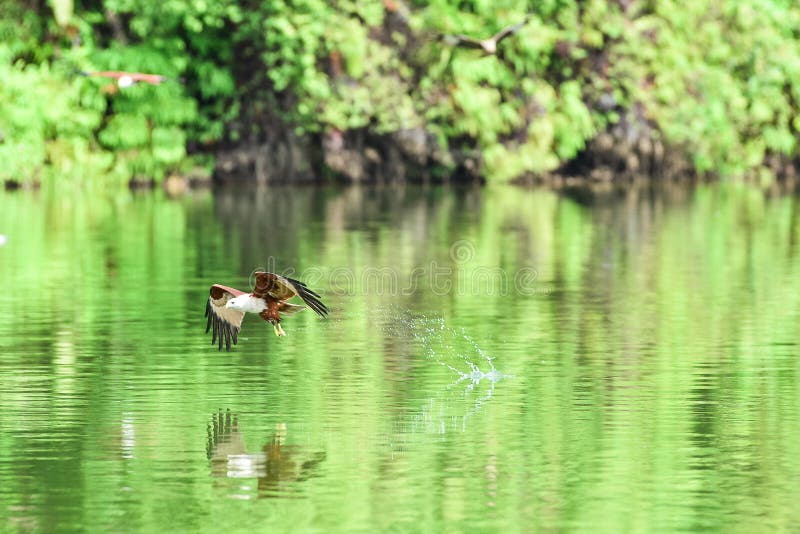 Hunting Eagle Catches for Food Stock Photo Image of hunt, catch 44207902