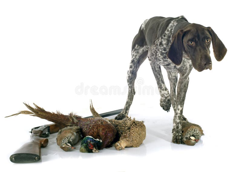 Hunting games and dog stock photo. Image of holding, hunter 46753058