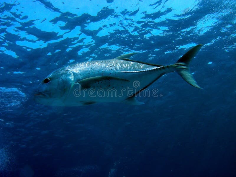 Hunting Giant Trevally