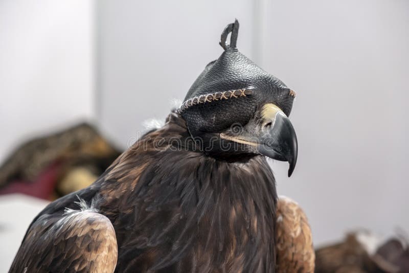 Golden Eagle on hood stock image. Image of independent 17857871