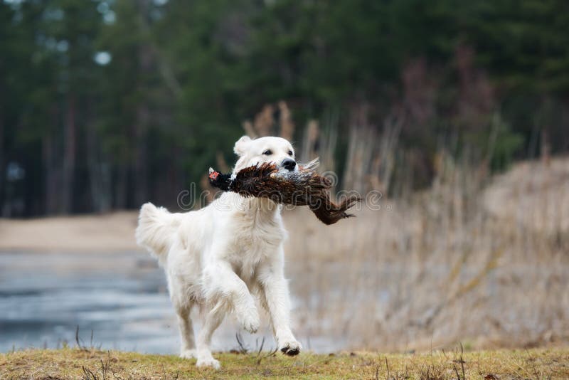 Hunting Golden Retriever Dog Carrying a Pheasant Stock Image Image of