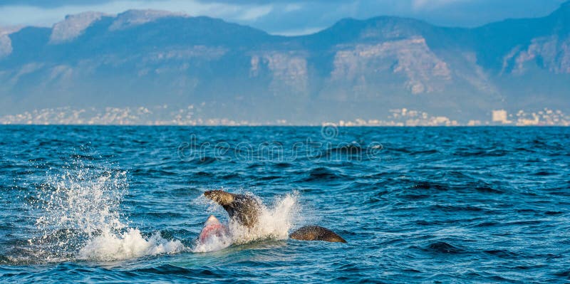 Hunting of a Great White Shark Stock Image - Image of action, alpha