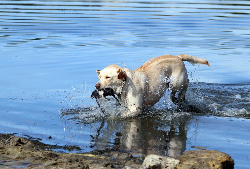 The Hunting Labrador Retrieving Stock Photo Image of training, hunt