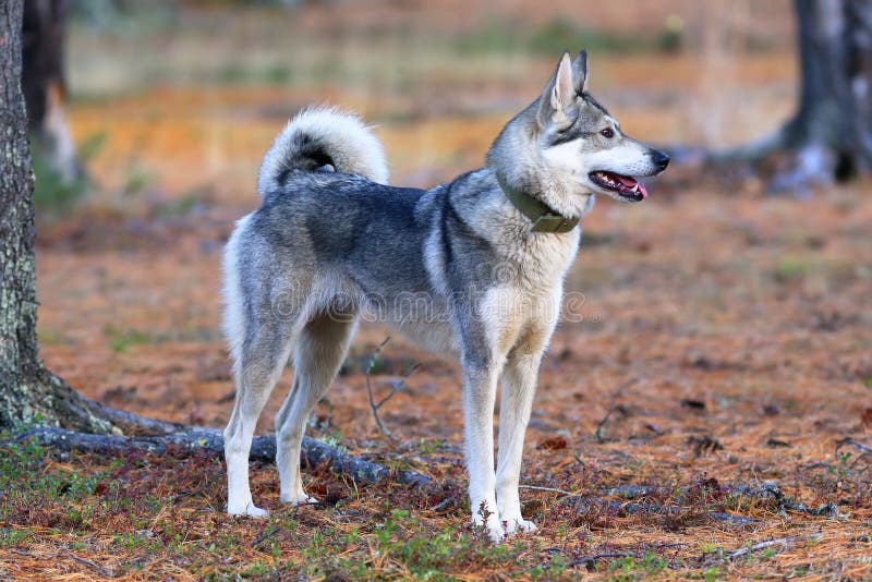 Hunting Dogs West Siberian Laika Puppies For Sale Husky Puppy East